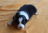Scottsdale, a male Australian Shepherd for sale in Kansas, OK – 1 of 2