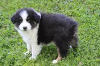 Wayne, a male Australian Shepherd for sale in Kansas, OK – 2 of 4