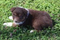 Samuel, a male Australian Shepherd for sale in Kansas, OK – Photo 2 of 4