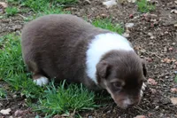 Samuel, a male Australian Shepherd for sale in Kansas, OK – Photo 1 of 2