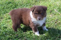 Samuel, a male Australian Shepherd for sale in Kansas, OK – Photo 1 of 4