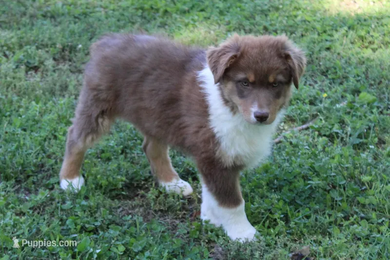 Samuel – Australian Shepherd puppy on hold in Kansas, OK