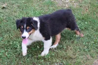 Palmer, a male Australian Shepherd for sale in Kansas, OK – 2 of 2