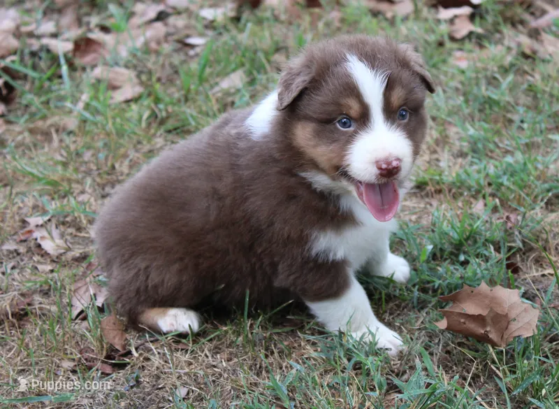 Hoover – Australian Shepherd puppy for sale in Kansas, OK