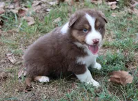 Hoover, a male Australian Shepherd for sale in Kansas, OK – 1 of 2