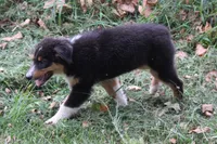Craig, a male Australian Shepherd for sale in Kansas, OK – 2 of 2
