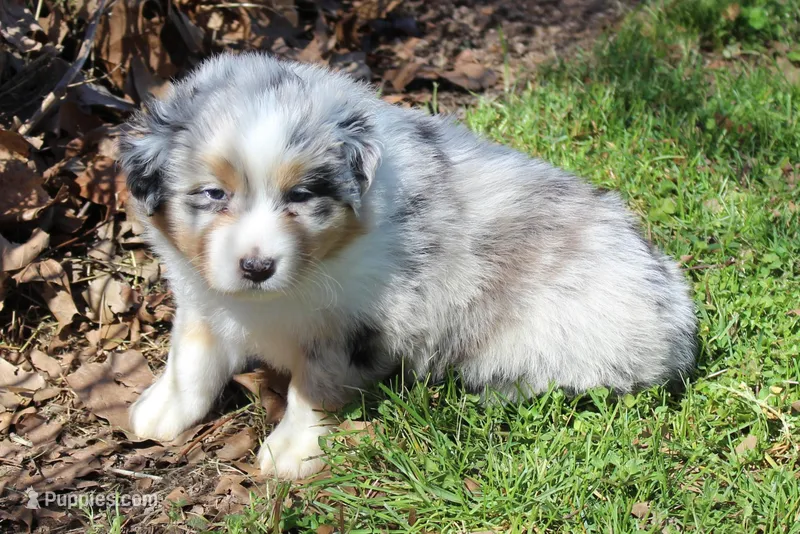 Tilly – Australian Shepherd puppy for sale in Kansas, OK