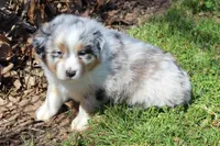 Tilly, a female Australian Shepherd for sale in Kansas, OK – Photo 1 of 2
