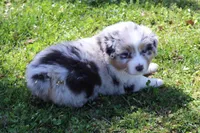 Tilly, a female Australian Shepherd for sale in Kansas, OK – Photo 2 of 2