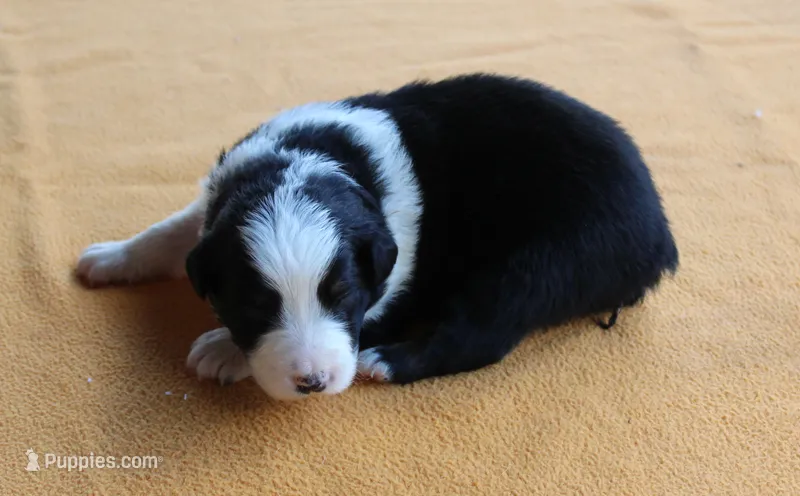Cameron – Australian Shepherd puppy for sale in Kansas, OK