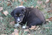 Norman, a male Australian Shepherd for sale in Kansas, OK – 2 of 2