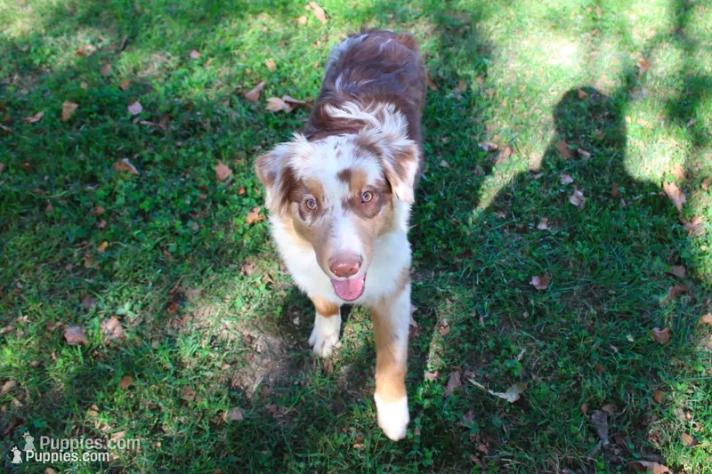 Celina – Australian Shepherd puppy for sale in Kansas, OK