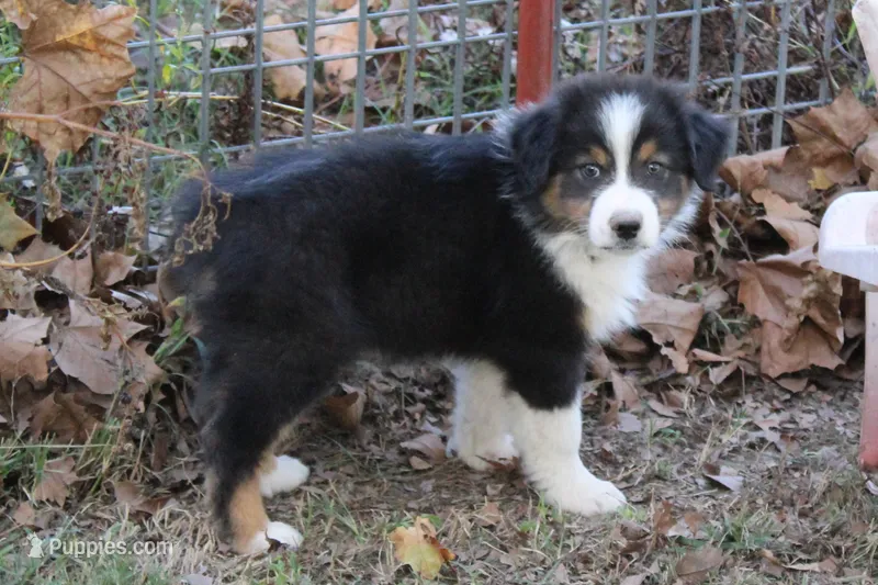 Scottsdale – Australian Shepherd puppy on hold in Kansas, OK