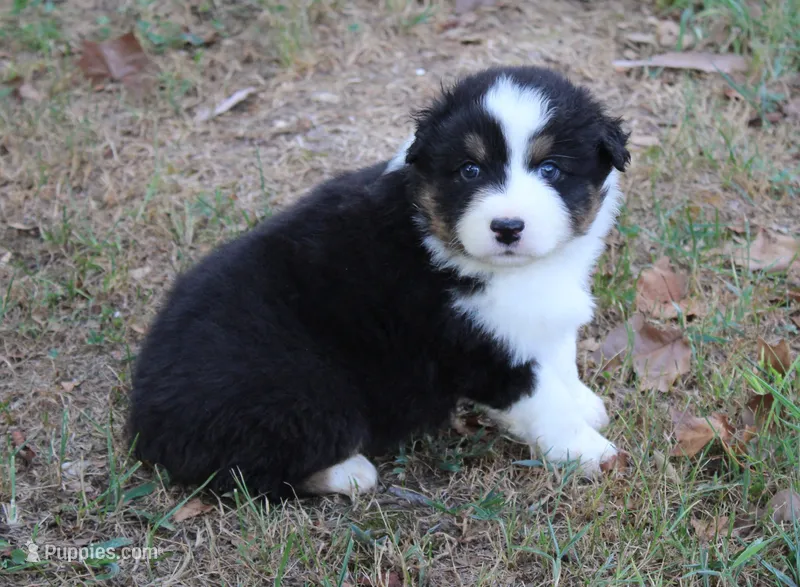 Birmingham – Australian Shepherd puppy for sale in Kansas, OK