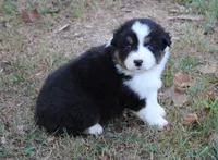 Birmingham, a male Australian Shepherd for sale in Kansas, OK – 1 of 2