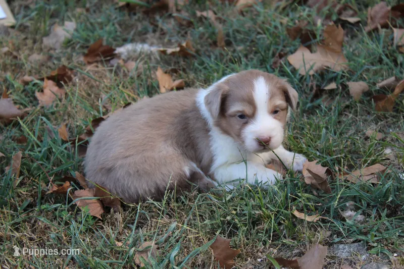 Ada – Australian Shepherd puppy for sale in Kansas, OK