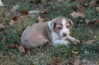 Ada, a female Australian Shepherd for sale in Kansas, OK – 1 of 2