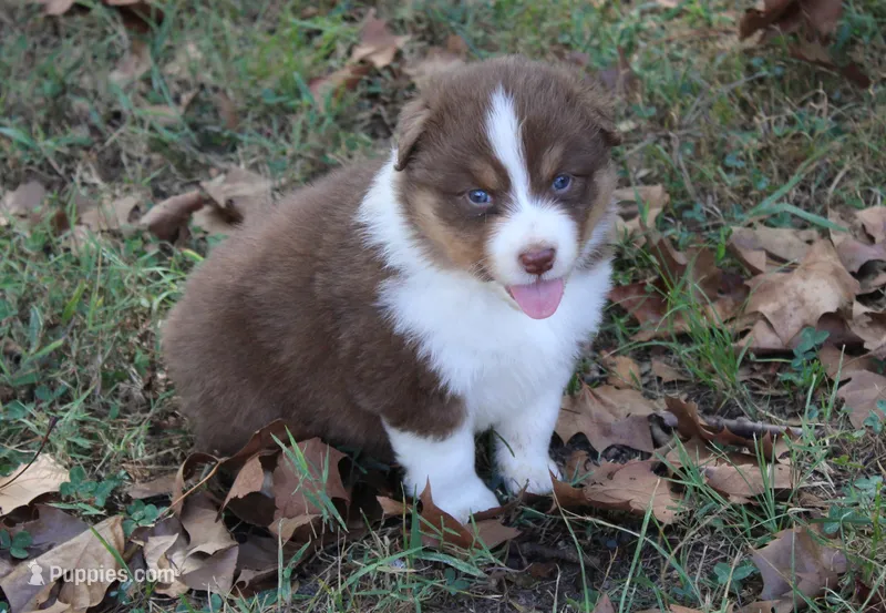 Addison – Australian Shepherd puppy for sale in Kansas, OK