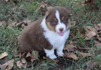 Addison, a female Australian Shepherd for sale in Kansas, OK – 1 of 2