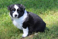 Wren, a female Australian Shepherd for sale in Kansas, OK – Photo 2 of 2