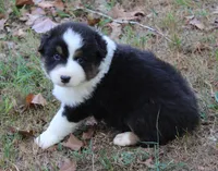 Birmingham, a male Australian Shepherd for sale in Kansas, OK – 2 of 2