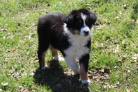 Quinn, a male Australian Shepherd for sale in Kansas, OK – Photo 2 of 6