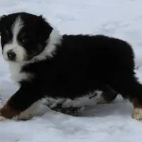 Quinn, a male Australian Shepherd for sale in Kansas, OK – Photo 6 of 6