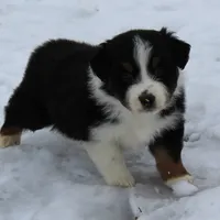 Quinn, a male Australian Shepherd for sale in Kansas, OK – Photo 5 of 6