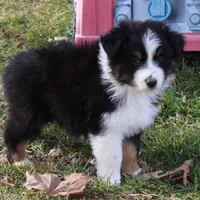 Quinn, a male Australian Shepherd for sale in Kansas, OK – Photo 3 of 6