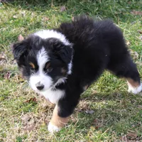 Quinn, a male Australian Shepherd for sale in Kansas, OK – Photo 4 of 6