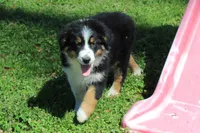 Quinn, a male Australian Shepherd for sale in Kansas, OK – Photo 1 of 6