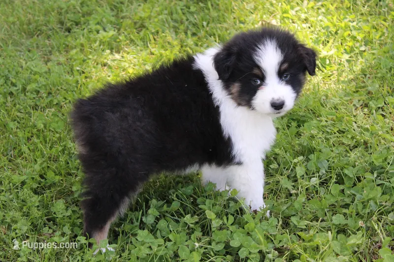Wayne – Australian Shepherd puppy for sale in Kansas, OK