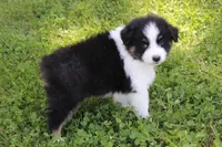 Wayne, a male Australian Shepherd for sale in Kansas, OK – 1 of 4