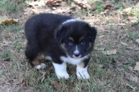 Norman, a male Australian Shepherd for sale in Kansas, OK – 4 of 6