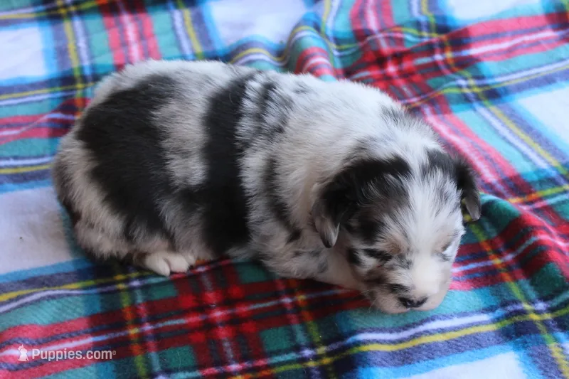 Utah – Australian Shepherd puppy for sale in Kansas, OK