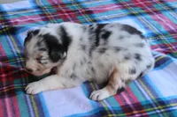 Utah, a male Australian Shepherd for sale in Kansas, OK – Photo 2 of 2
