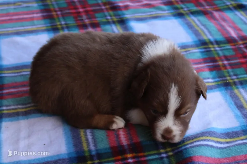 Uriah – Australian Shepherd puppy for sale in Kansas, OK