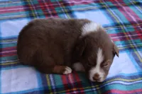 Uriah, a male Australian Shepherd for sale in Kansas, OK – Photo 1 of 2