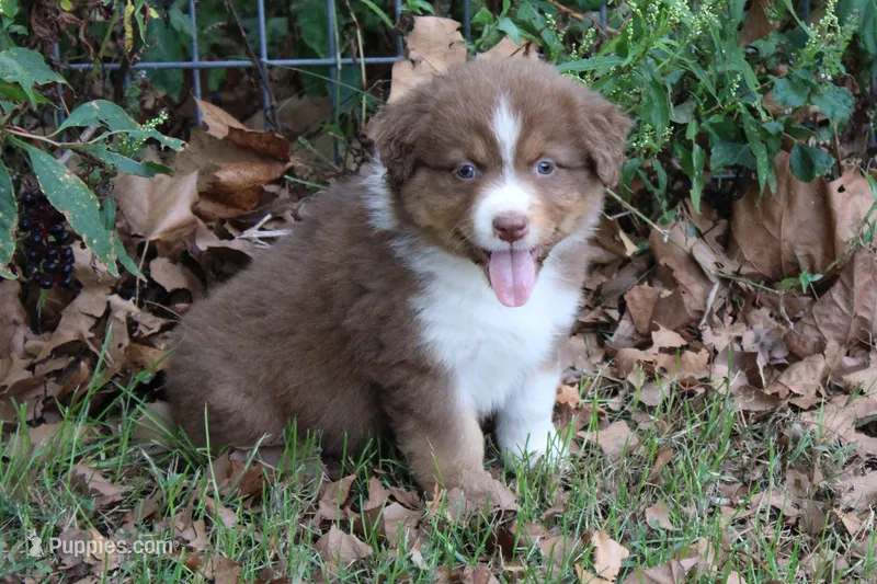 Auburn – Australian Shepherd puppy for sale in Kansas, OK