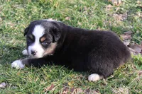 Rowan, a male Australian Shepherd for sale in Kansas, OK – Photo 2 of 2