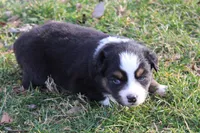 Rowan, a male Australian Shepherd for sale in Kansas, OK – Photo 1 of 2