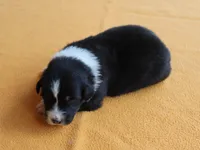 Tuscan, a female Australian Shepherd for sale in Kansas, OK – 2 of 2
