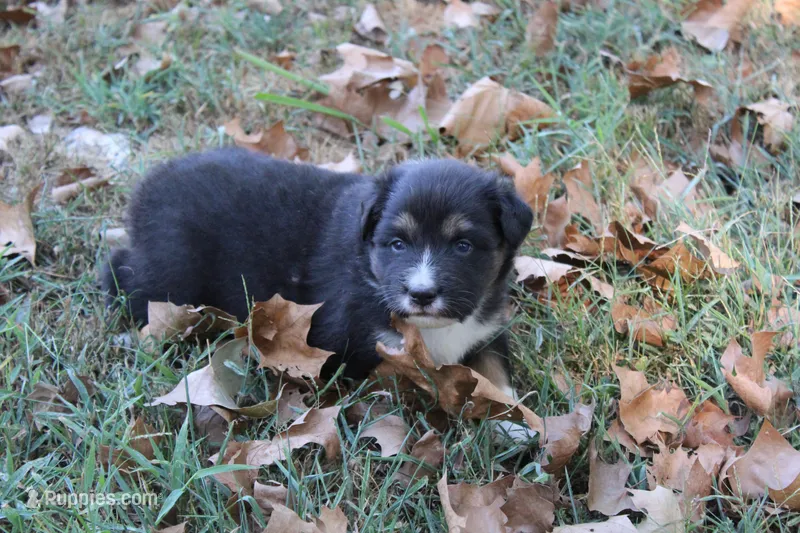 Norman – Australian Shepherd puppy for sale in Kansas, OK