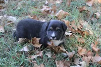 Norman, a male Australian Shepherd for sale in Kansas, OK – 1 of 2