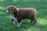 Theo, a male Australian Shepherd for sale in Kansas, OK – 6 of 6