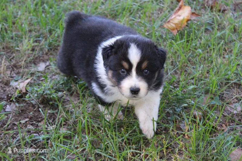 Benson – Australian Shepherd puppy for sale in Kansas, OK