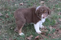 Jay, a male Australian Shepherd for sale in Kansas, OK – 2 of 6