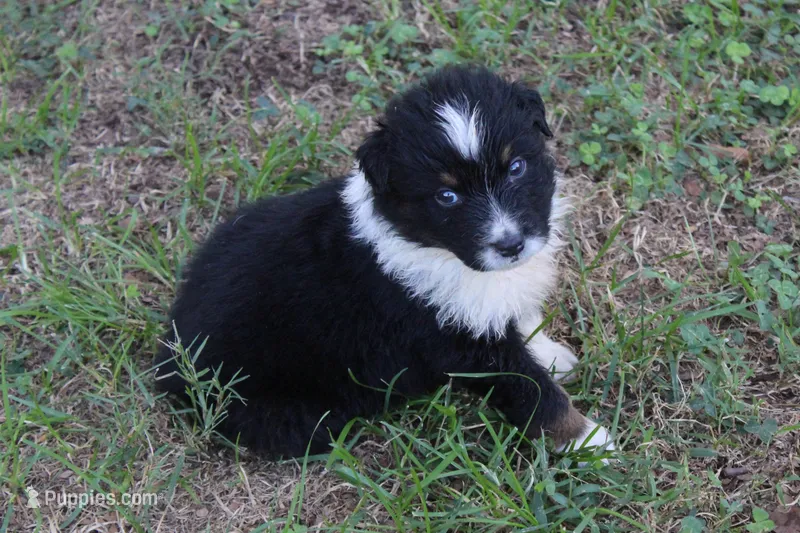 Chandler – Australian Shepherd puppy for sale in Kansas, OK