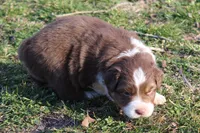 Raiden, a male Australian Shepherd for sale in Kansas, OK – Photo 1 of 2