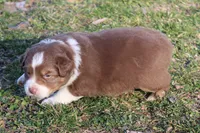Raiden, a male Australian Shepherd for sale in Kansas, OK – Photo 2 of 2